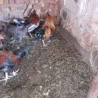 مرغ و خروس گلین بمی اصل|حیوانات مزرعه|ماهان, |دیوار