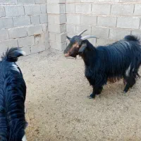 بز.|حیوانات مزرعه|شیراز, سعدیه شمالی|دیوار