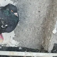 3عدد کبوتر کله سرخ. قره سینه. سینه