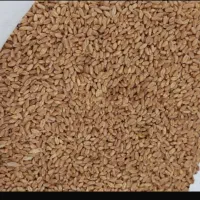 گندم بذری آبی بگراس