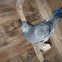 کفتر|پرنده|بم, |دیوار