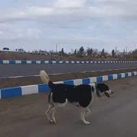 سگ ب شرط گله