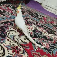 جفت عروس هلندی مولد نر و ماده دستی نر سخن گو