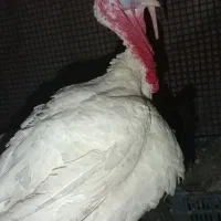 بوقلمون گوشتی