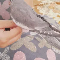 عروس هلندی ماده بالغ|پرنده|پاکدشت, حصار امیر|دیوار