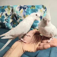 یک جفت عروس آلبینو یکساله دستی چشم شرابی