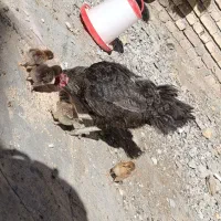 مرغ کرچ با 5 جوجه