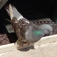 کبوتر