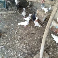 کبوترکبوتر طوقی