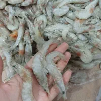 میگوپرورشی