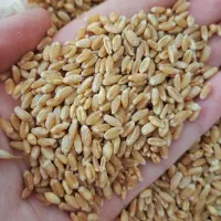 چند تن گندم تمیز