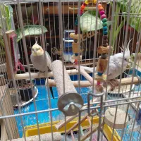 عروس هلندی نر ماده+قفس نو+با لوازم کامل ۲ میلیون|پرنده|ری, دیلمان|دیوار