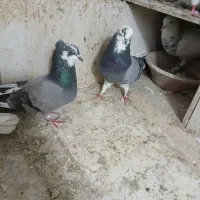 کبوترتهرانی