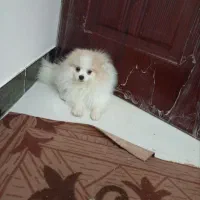 سگ نر نژاد پاور|سگ|بجنورد, |دیوار