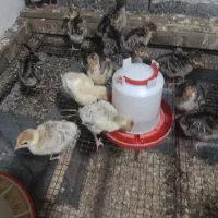 جوجه بوقلمون ۱۸ روزه