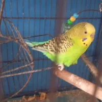 مرغ عشق نر سبز و زرد