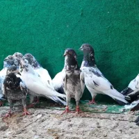 فروش جمله انواع کبوتر پاکستانی و ایرانی|پرنده|میناب, |دیوار