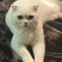 گربه اسکاتیش