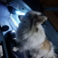 سگ پامر روباهی اصیل