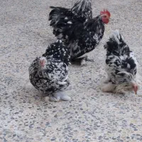 مرغ و خروس کوشین