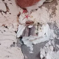 کفتر|پرنده|نیشابور, سرآب کوشک|دیوار