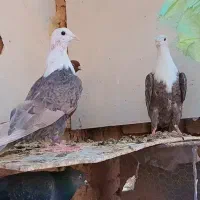 کرمانی|پرنده|مشهد, عیدگاه|دیوار