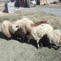 بره داشتی|حیوانات مزرعه|ارومیه, |دیوار