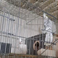 طوطی عروس البینو|پرنده|صائین قلعه, |دیوار