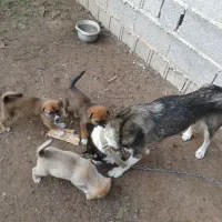 فروش سگ هاسکی ویک صوله|سگ|آستانه اشرفیه, |دیوار