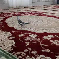 فروش عروس هلندی نر