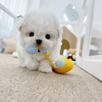 فانتزی|سگ|زاهدان, |دیوار