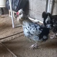 تخم مرغ گلین|حیوانات مزرعه|دلوار, |دیوار