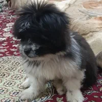 کمشده سگ|حیوانات|قشم, |دیوار