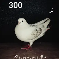 کبوتر پاکستانی چتری دم سفید سرور طوقی حراج آبشورک|پرنده|بندرعباس, |دیوار