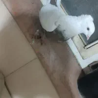 یه جفت دمبی عالی