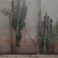 کاکتوس|گل و گیاه طبیعی|برازجان, |دیوار