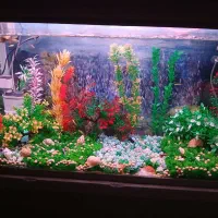 آکواریوم زیبا و با آرامش|ماهی|مشهد, چهارچشمه|دیوار