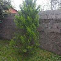 درخت کاج لافسون