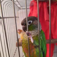 طوطی گرینچیک دو عدد نر و ماده