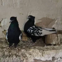 کفتر یا کبوتر سینه سیاه حراج