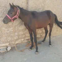 اسب کرد