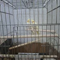 جفت عروس هلندی مولد به شرط|پرنده|شوشتر, |دیوار