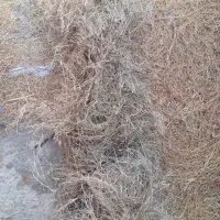 علف خشک