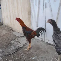 خروس ومرغ لاری نسل‌ دار