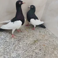 کبوتر یهودی وخوشرنگ چپ شقه