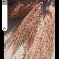 جارومحلی درفرهنگیان