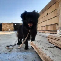 سگ پاکوتاه خانگی|سگ|تاکستان, |دیوار