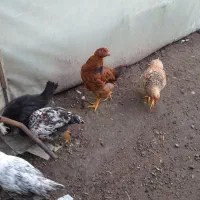 خروس|حیوانات مزرعه|لولمان, |دیوار