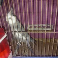 عروس هلندی|پرنده|بندرعباس, |دیوار