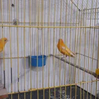 جفت قناری پرتغالی  نروماده تازه جفت|پرنده|بندر ماهشهر, |دیوار